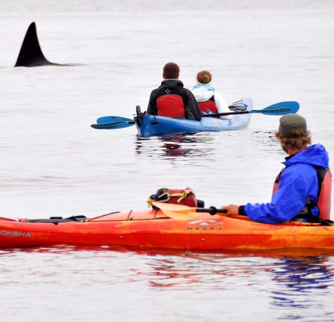 Orcas Island: Wildlife Spotting Kayak Tour - Wildlife Watching on the Salish Sea