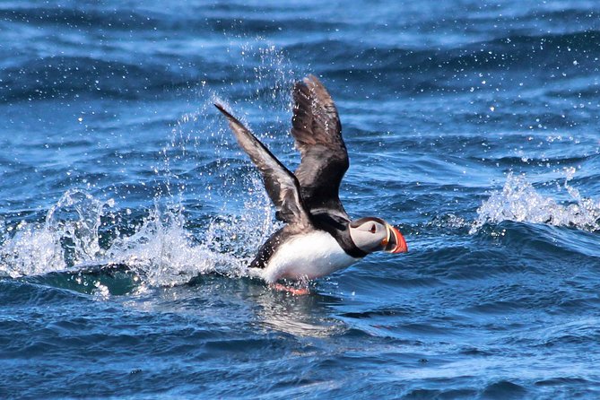 Original Big Whale Safari & Puffins Speedboat Tour from Húsavík - Why this Húsavík whale safari feels different