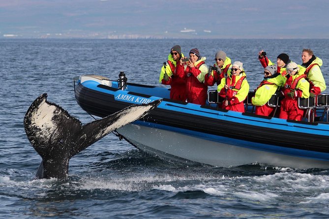 Original Big Whale Safari & Puffins Speedboat Tour from Húsavík - Stop 1: searching Skjálfandi Bay for whales