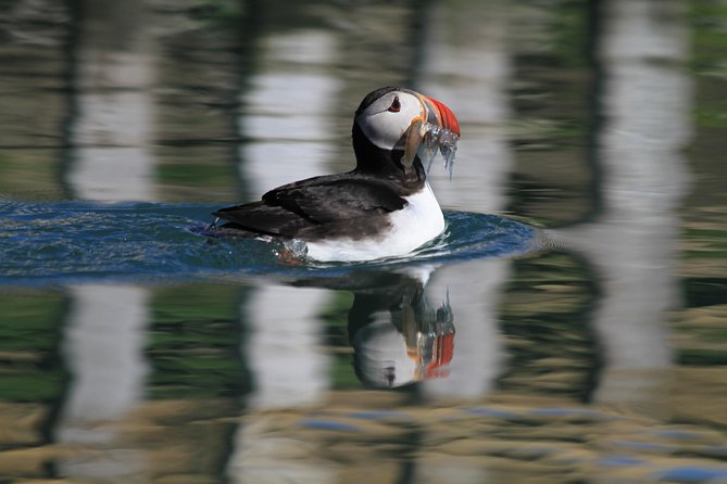 Original Big Whale Safari & Puffins Speedboat Tour from Húsavík - Puffin Island between April 15 and August 15