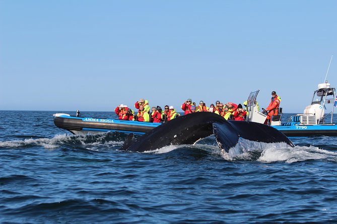 Original Big Whale Safari & Puffins Speedboat Tour from Húsavík - What the two-hour RIB ride is really like