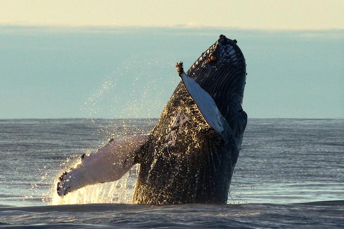 Original Big Whale Safari & Puffins Speedboat Tour from Húsavík - Weather, cancellations, and the best time to go