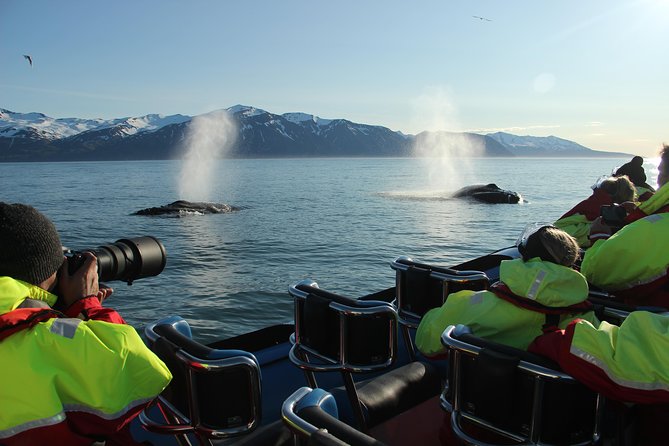Original Big Whale Safari & Puffins Speedboat Tour from Húsavík - How the crew shapes the experience