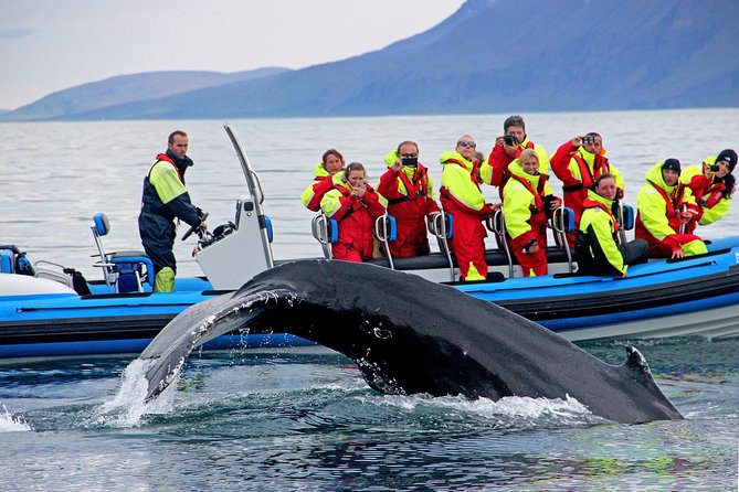 Original Big Whale Safari & Puffins Speedboat Tour from Húsavík - Getting ready at the Gentle Giants ticket center