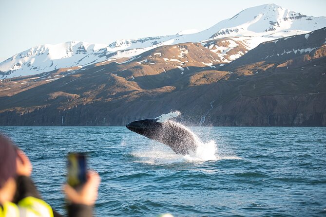Original Carbon Neutral Whale Watching Tour from Húsavík - What the Three-Hour Route Feels Like