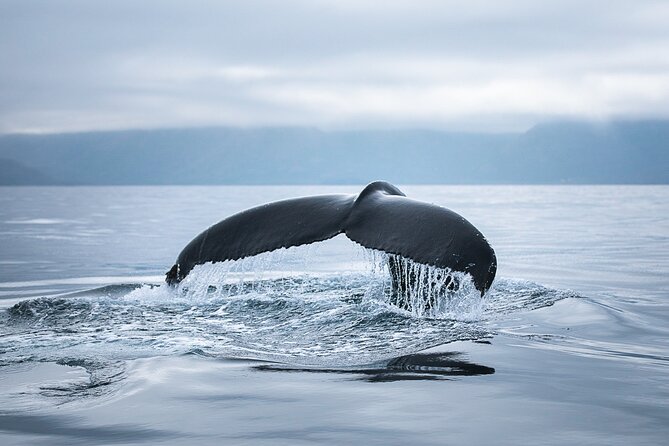 Original Carbon Neutral Whale Watching Tour from Húsavík - Weather Changes the Plan