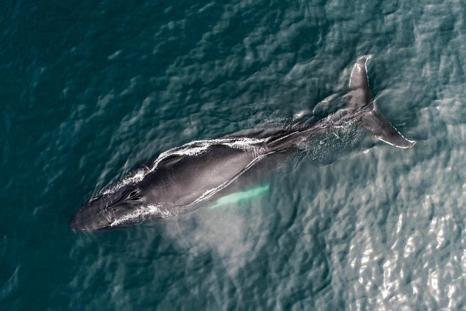 Original Carbon Neutral Whale Watching Tour from Húsavík - Who Will Enjoy This Tour Most