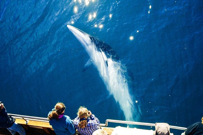 Original Carbon Neutral Whale Watching Tour from Húsavík - The Guide, Explanations, and Onboard Comfort