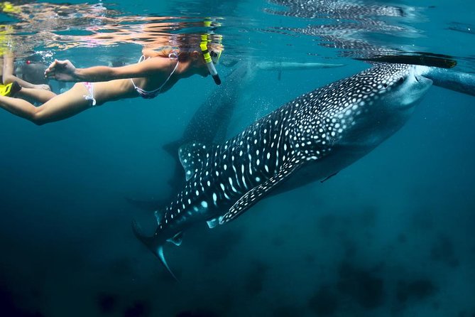Oslob Whale Shark and Kawasan Falls Day Tour - Oslob and the short boat ride to the whale sharks