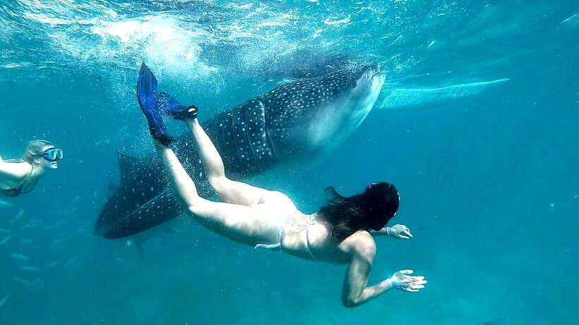Oslob: Whale Shark Encounter, Ka-Treasure Falls & Simala - Why this Cebu day works