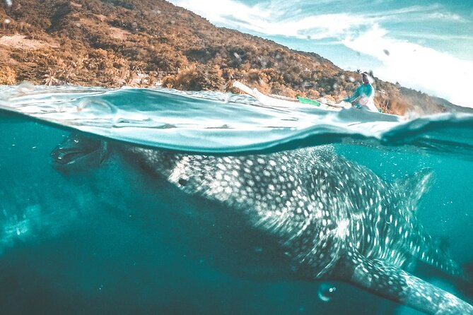 Oslob Whale Shark Private Tour with Sumilon & Tumalog Falls - The big draw: whale sharks at Oslob