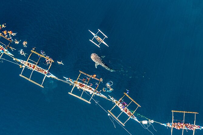 Oslob Whale Shark Private Tour with Sumilon & Tumalog Falls - Tumalog Falls brings a cool finish