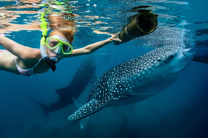 Oslob Whale Shark Snorkeling & Kawasan Canyoning Tour - Key points at a glance