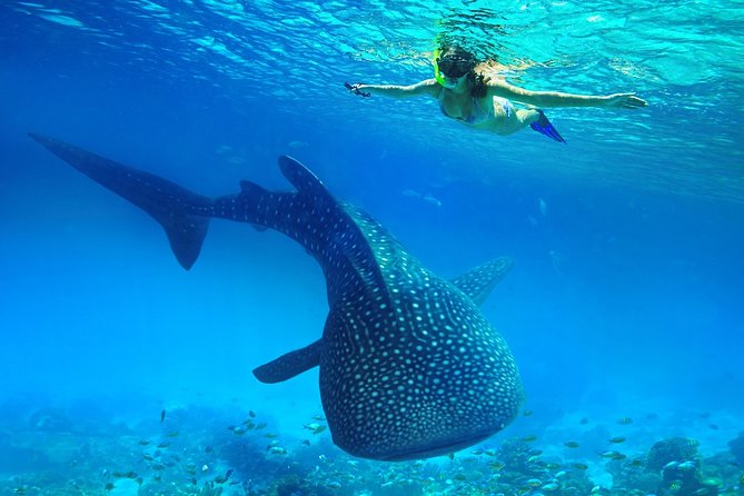 Oslob Whale Shark Snorkeling & Kawasan Canyoning Tour - Two Cebu highlights packed into one very long day