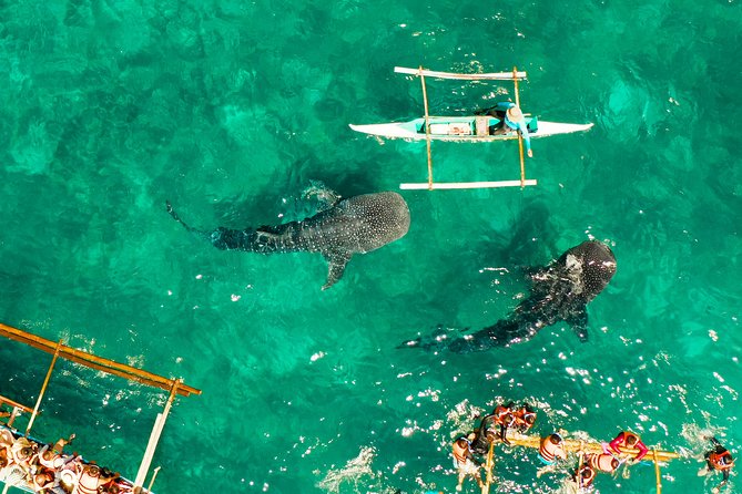 Oslob Whale Shark Snorkeling & Kawasan Canyoning Tour - What the $155 price covers