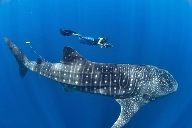 Oslob Whale Shark Snorkeling & Pescador & Sardine Run & Turtle - Key points to know before booking