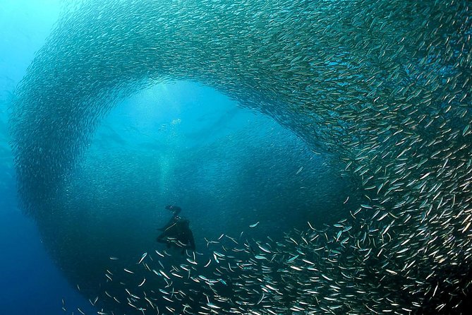 Oslob Whale Shark Snorkeling & Pescador & Sardine Run & Turtle - Why this Cebu day is so packed