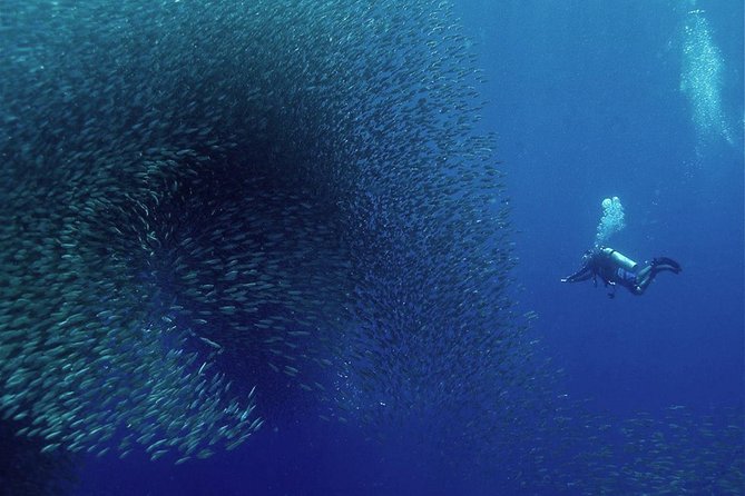 Oslob Whale Shark Snorkeling & Pescador & Sardine Run & Turtle - Oslob whale sharks: thrilling, crowded, and managed