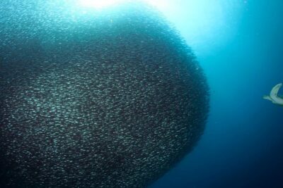Oslob Whale Shark Snorkeling & Pescador & Sardine Run & Turtle