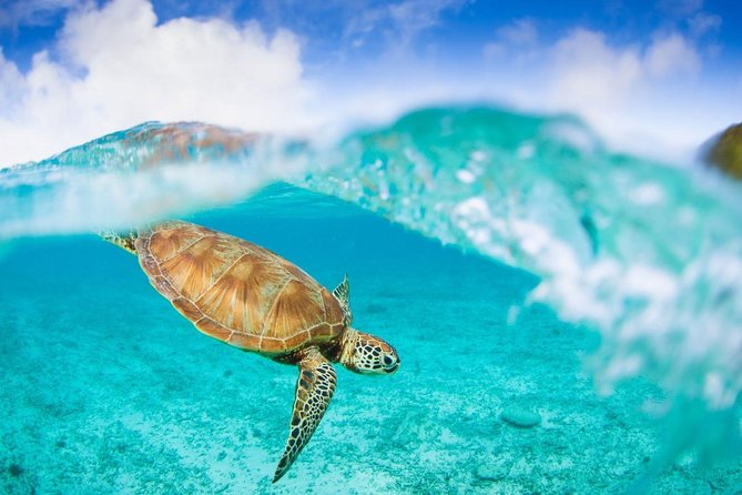 Oslob Whale Shark Snorkeling & Pescador & Sardine Run & Turtle - Lunch and the journey to Moalboal