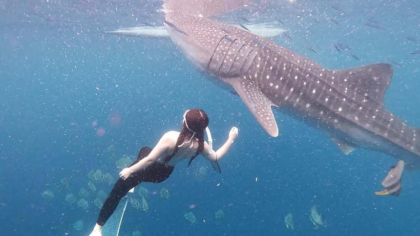 Oslob Whale Shark Swimming & Kawasan Falls Canyoneering - Why the guide team matters here