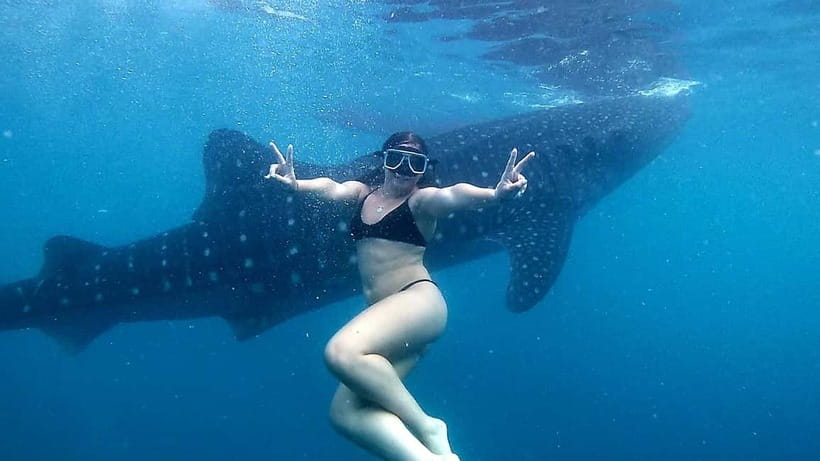 Oslob Whale Shark Swimming & Kawasan Falls Canyoneering - Transport from Cebu City and Mactan