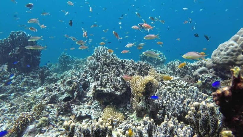 Oslob: Whale Shark Tour with Sumilon & Moalboal Snorkeling - Key points to know before booking