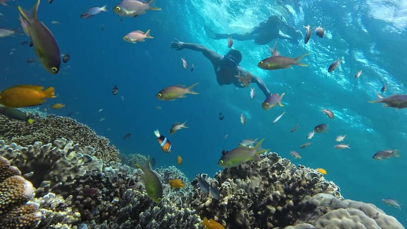 Oslob: Whale Shark Tour with Sumilon & Moalboal Snorkeling - Should you book this tour?