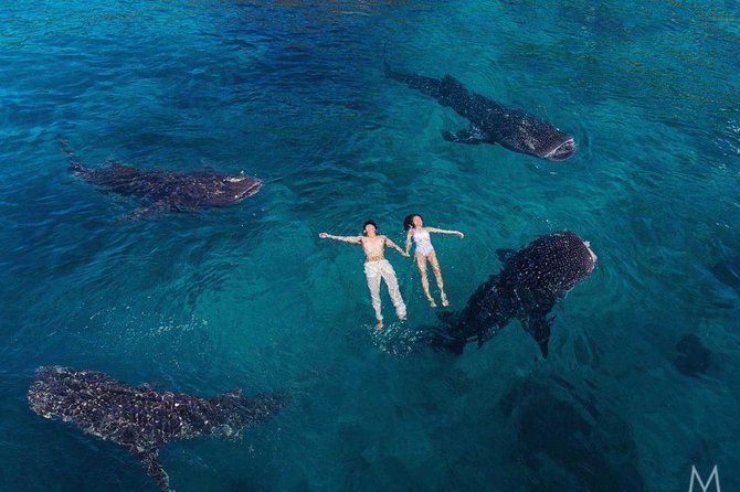 Oslob Whale Shark & Tumalog Falls & Kawasan Falls Canyoneering - The 3:00 a.m. start sets the tone