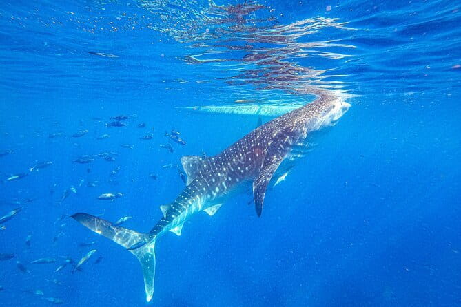 Oslob Whale Shark & Tumalog Waterfalls & Sumilon Sandbar - Why This Cebu Day Trip Takes 15 Hours