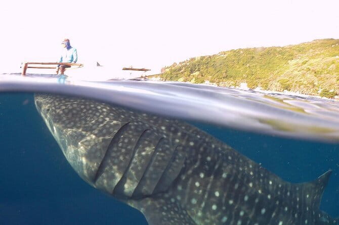 Oslob Whale Shark & Tumalog Waterfalls & Sumilon Sandbar - What Is Included for $115