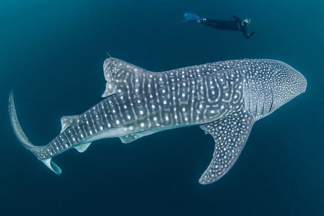 Oslob Whale Shark & Tumalog Waterfalls & Sumilon Sandbar - Is This Oslob Tour Worth Booking?