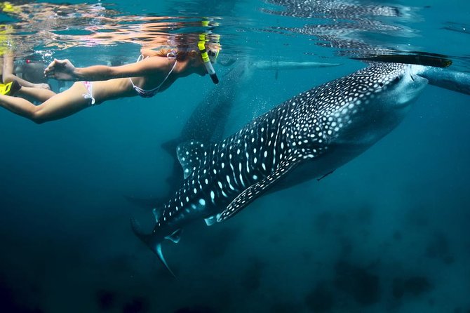 Oslob Whale Shark Watching - Why the Oslob whale shark encounter is so memorable