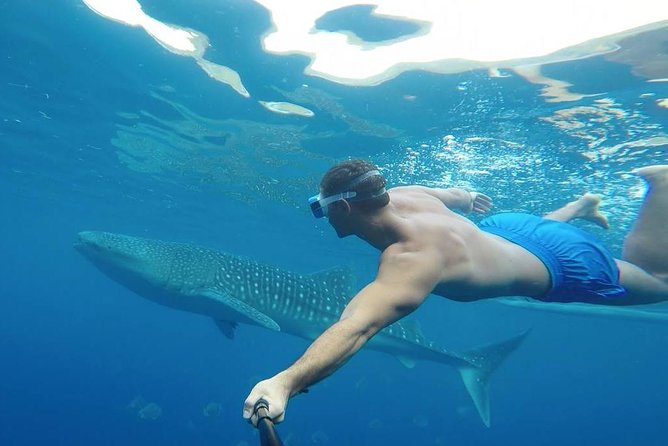Oslob Whale Shark Watching - The guides and drivers make a real difference