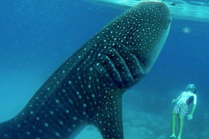 Oslob Whale Shark watching + Canyoneering Adventure Tour - Why this Cebu day trip packs in so much