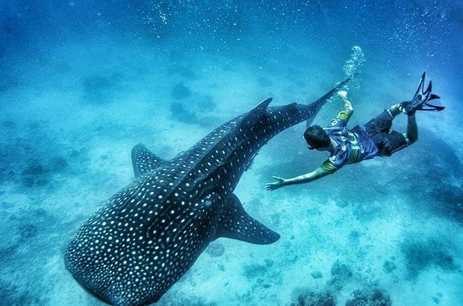 Oslob Whale Shark Watching + Kawasan Falls Day Tour - Kawasan Falls after the sea