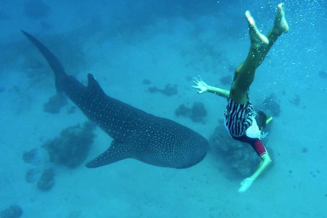 Oslob Whale Shark Watching - The 4 a.m. departure from Cebu City
