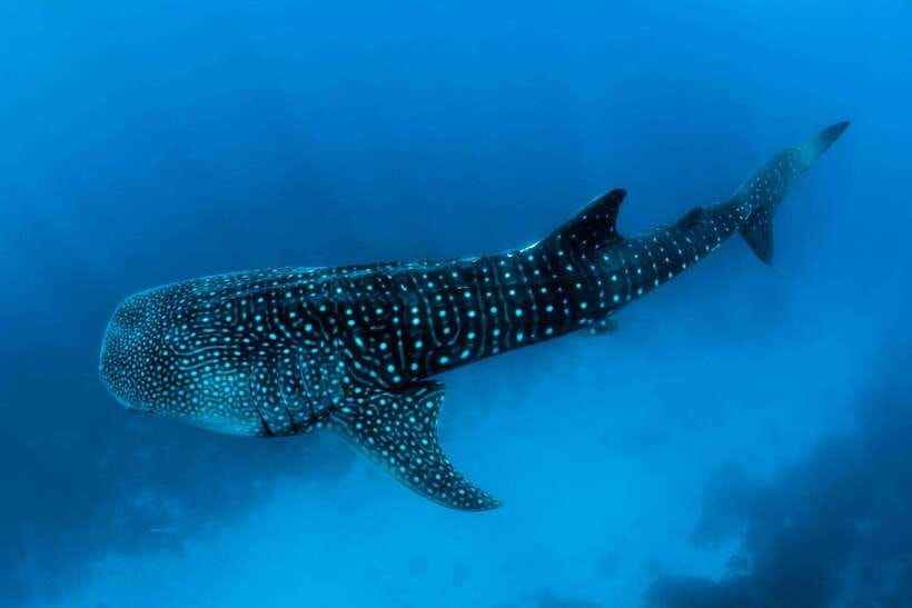 Oslob: Whale Sharks, Tumalog Falls, & Monkey Sanctuary Tour - Who should book this Oslob day trip
