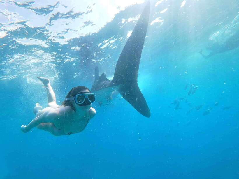 Oslob: Whale Sharks, Tumalog Falls & Sumilon Trio Adventure - Swimming with Oslob’s whale sharks