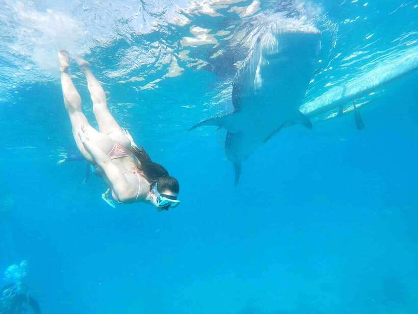Oslob: Whale Sharks, Tumalog Falls & Sumilon Trio Adventure - Sumilon Island’s sandbar and sea