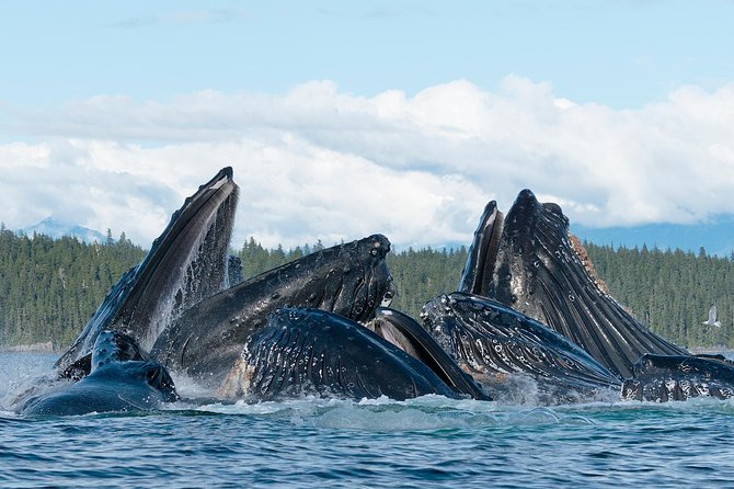 Paddle with Whales Kayak Adventure Juneau - Group size, guide support, and the pace of the day