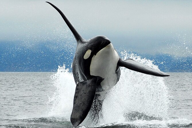Parksville Half Day Whale and Wildlife Adventure - Key points to know before you go