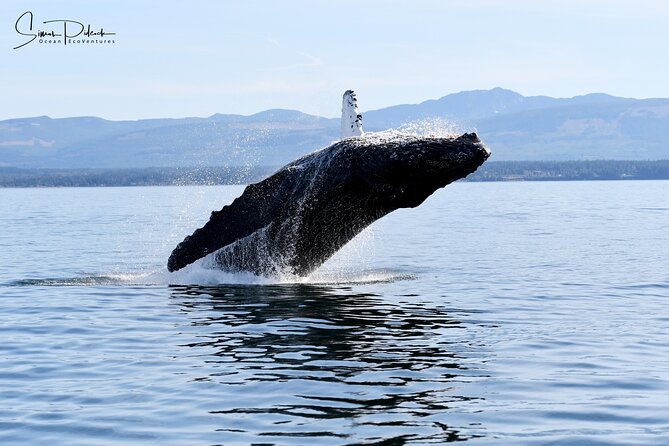 Parksville Half Day Whale and Wildlife Adventure - Humpbacks, orcas, and the reality of wildlife sightings