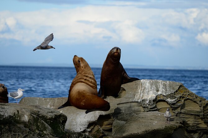 Parksville Half Day Whale and Wildlife Adventure - Why the 12-person limit matters