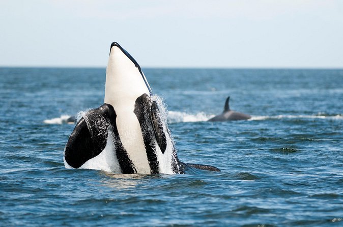 Parksville Half Day Whale and Wildlife Adventure - Floatation suits, comfort, and what to expect on the water