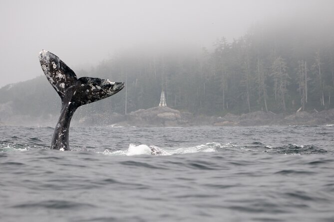 Parksville Half Day Whale and Wildlife Adventure - Booking timing and cancellation flexibility