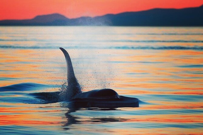 Parksville Sunset Whale and Wildlife Adventure - Key Points to Know Before You Go
