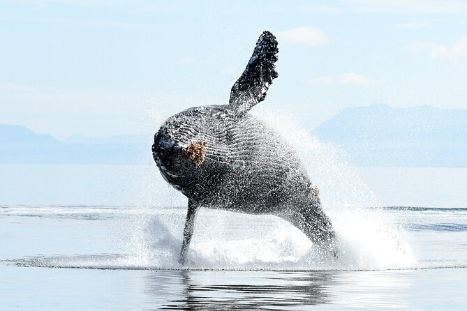 Parksville Sunset Whale and Wildlife Adventure - Why a Sunset Whale Trip Works So Well in Parksville