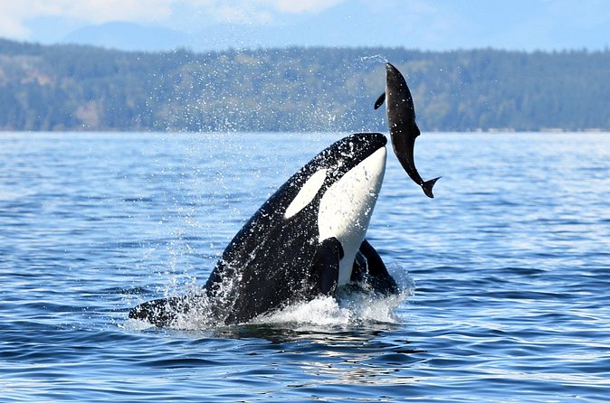 Parksville Sunset Whale and Wildlife Adventure - The Sunset Is Part of the Itinerary