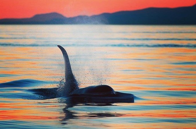 Parksville Sunset Whale and Wildlife Adventure - What the Small Boat Changes